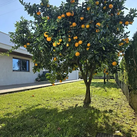 Petit Maison